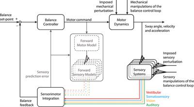 Sensorimotor Manipulations of the Balance Control Loop–Beyond Imposed External Perturbations